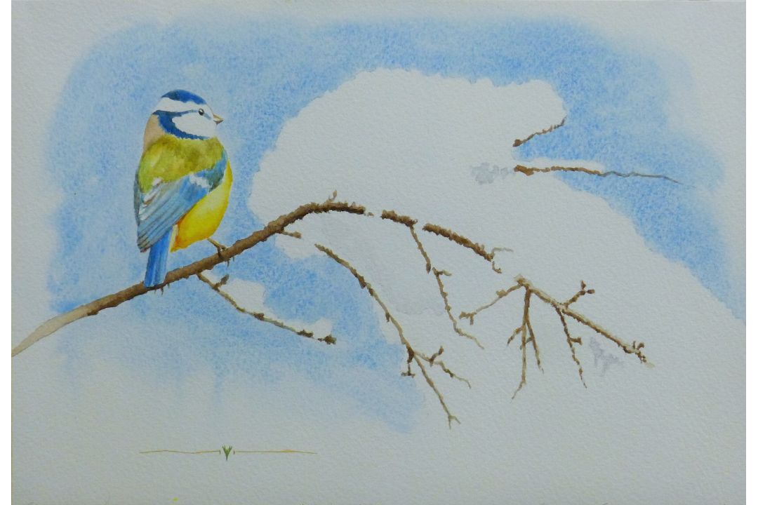 HAMPTON, MICHAEL (born 1937) British (AR), Blue Tit, watercolour. 18 cm x 26 cm. - Image 1 of 2