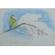HAMPTON, MICHAEL (born 1937) British (AR), Blue Tit, watercolour. 18 cm x 26 cm. - Image 1 of 2