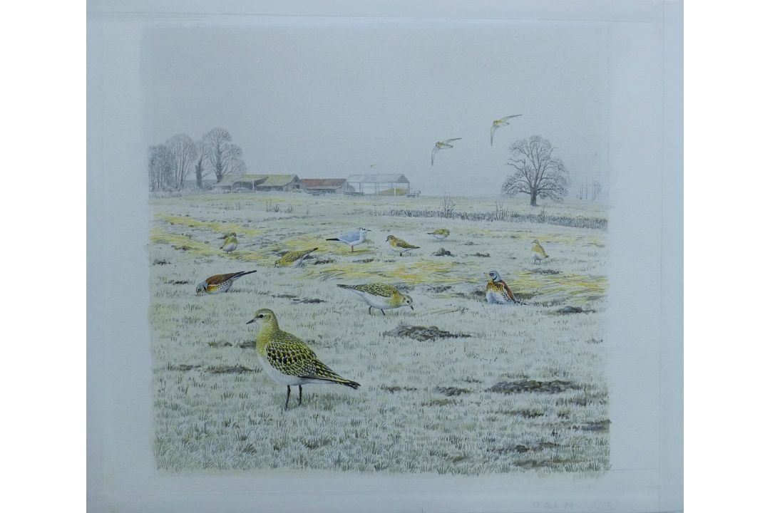 HARRIS, ALAN (born 1957) British (AR), Golden Plover, watercolour. 22 cm x 22 cm. - Image 2 of 2