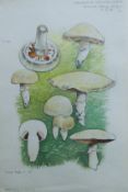 HARLE, DENNIS (1920-2001) British (AR), 3 studies of Fungi, watercolour. Each 28 cm x 19 cm.