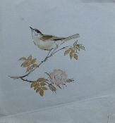 SOPER, EILEEN (1905-1990) British (AR), Blackcap, watercolour. 30 cm x 28 cm.