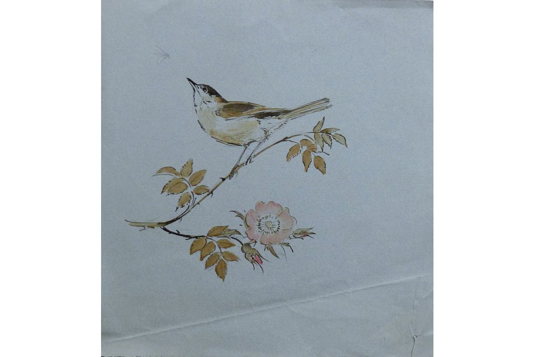 SOPER, EILEEN (1905-1990) British (AR), Blackcap, watercolour. 30 cm x 28 cm.