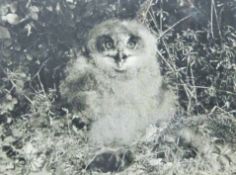 HOSKING OBE Hon FRPS FBIPP, ERIC (1909-1