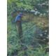 PARTINGTON SWLA, PETER (born 1941) British (AR), Kingfisher, watercolour, signed, framed and glazed. - Image 1 of 3