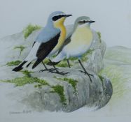 ARLOTT, NORMAN (1947-2022) British (AR), Wheatears, watercolour, signed. 15 cm x 16 cm.