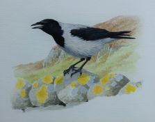 ARLOTT, NORMAN (1947-2022) British (AR), Hooded Crow, watercolour. 14 cm x 18 cm.