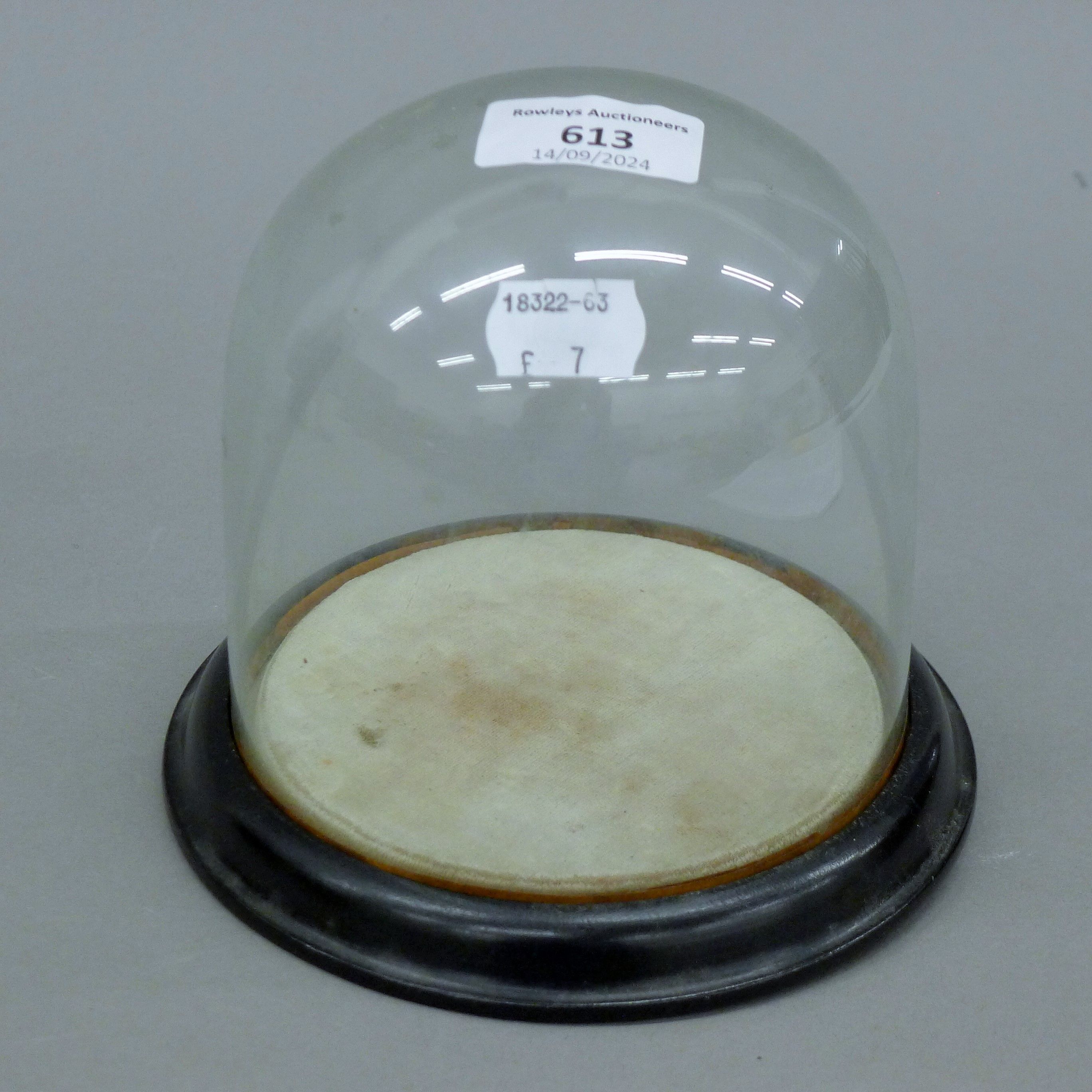 A small glass dome on an ebonised plinth base. 14.5 cm high.