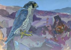HASLEN, ANDREW (born 1951) British (AR), Peregrine After Striking Down Grouse By Losing it in Cover,