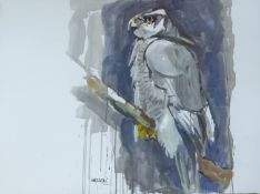HASLEN, ANDREW (born 1951) British (AR), Goshawk in Moulting, acrylic on card, signed. 70 x 100 cm.