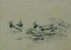 AUSTIN, WINIFRED (1876-1964) British (AR), Peewits, etching, signed. 25.5 x 17.5 cm.