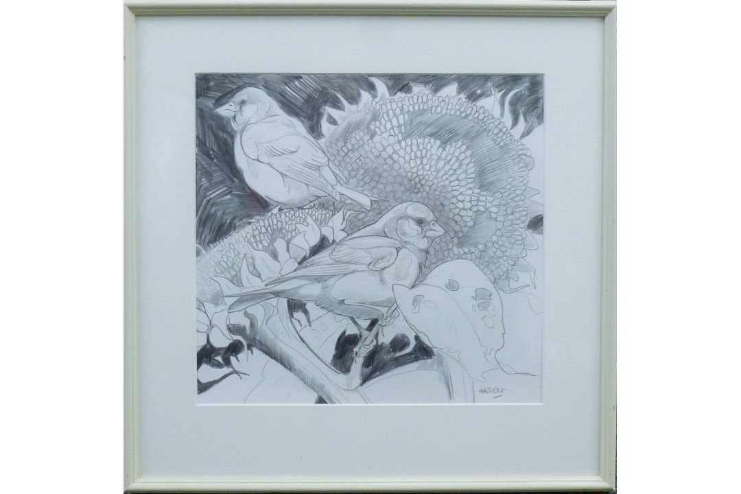 HASLEN, ANDREW (born 1951) British (AR), Greenfinches on Sunflowers, pencil, signed, - Image 2 of 3