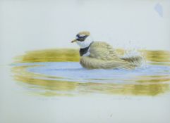 DILLON, NICOLAS (born 1966) New Zealand (AR), Ringed Plover, watercolour, signed and dated 1991.