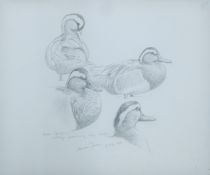 DILLON, NICOLAS (born 1966) New Zealand (AR), Garganey Drake, Cley Norfolk, pencil,