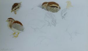 AUSTIN, WINIFRED (1876-1964) British (AR), Quail Chick Studies, watercolour and pencil. 15 x 26 cm.