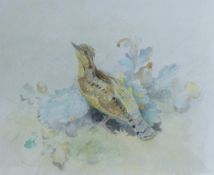 AUSTIN, WINIFRED (1876-1964) British (AR), Wryneck, watercolour. 21 x 26 cm.