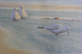 DILLON, NICOLAS (born 1966) New Zealand (AR), Black Headed Gulls, acrylic on canvas,
