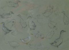 AUSTIN, WINIFRED (1876-1964) British (AR), Duck Studies, pencil. 24 x 33 cm.
