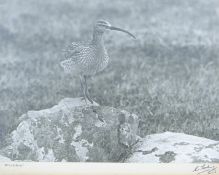 HOSKING, ERIC (1909-1991) British, Whimbrel, original photograph, signed. 37 x 50 cm.