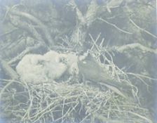 HOSKING, ERIC (1909-1991) British, Hobby Bringing Food to Young, original photograph. 29 x 37 cm.