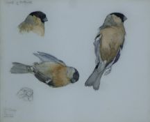 AUSTIN, WINIFRED (1876-1964) British (AR), Dead Bullfinch Study, watercolour. 20 x 24 cm.