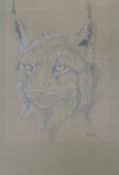 HASLEN, ANDREW (born 1951) British (AR), Lynx Study, pencil, signed. 33 x 24 cm.