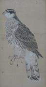 JAPANESE SCHOOL, Goshawk, watercolour. 51 x 28 cm.
