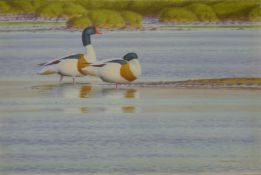 DILLON, NICOLAS (born 1966) New Zealand (AR), Shelduck, acrylic, signed and dated 1991. 51 x 91 cm.