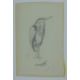 AUSTIN, WINIFRED (1876-1964) British (AR), Heron, pencil sketch. 19 x 12 cm. - Image 2 of 2