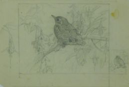 AUSTIN, WINIFRED (1876-1964) British (AR), Baby Song Thrush Study, pencil. 18 x 27 cm.