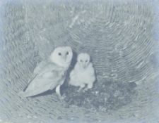 HOSKING, ERIC (1909-1991) British, Barn Owl with Young, original photograph, signed. 28 x 37 cm.