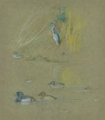 AUSTIN, WINIFRED (1876-1964) British (AR), Heron, Mallards and Tufted Ducks, coloured pencils.