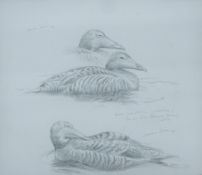 DILLON, NICOLAS (born 1966) New Zealand (AR), Eider, Blakeney Harbour, Norfolk,