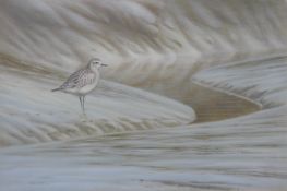 DILLON, NICOLAS (born 1966) New Zealand (AR), Grey Plover, acrylic, signed and dated 1991.