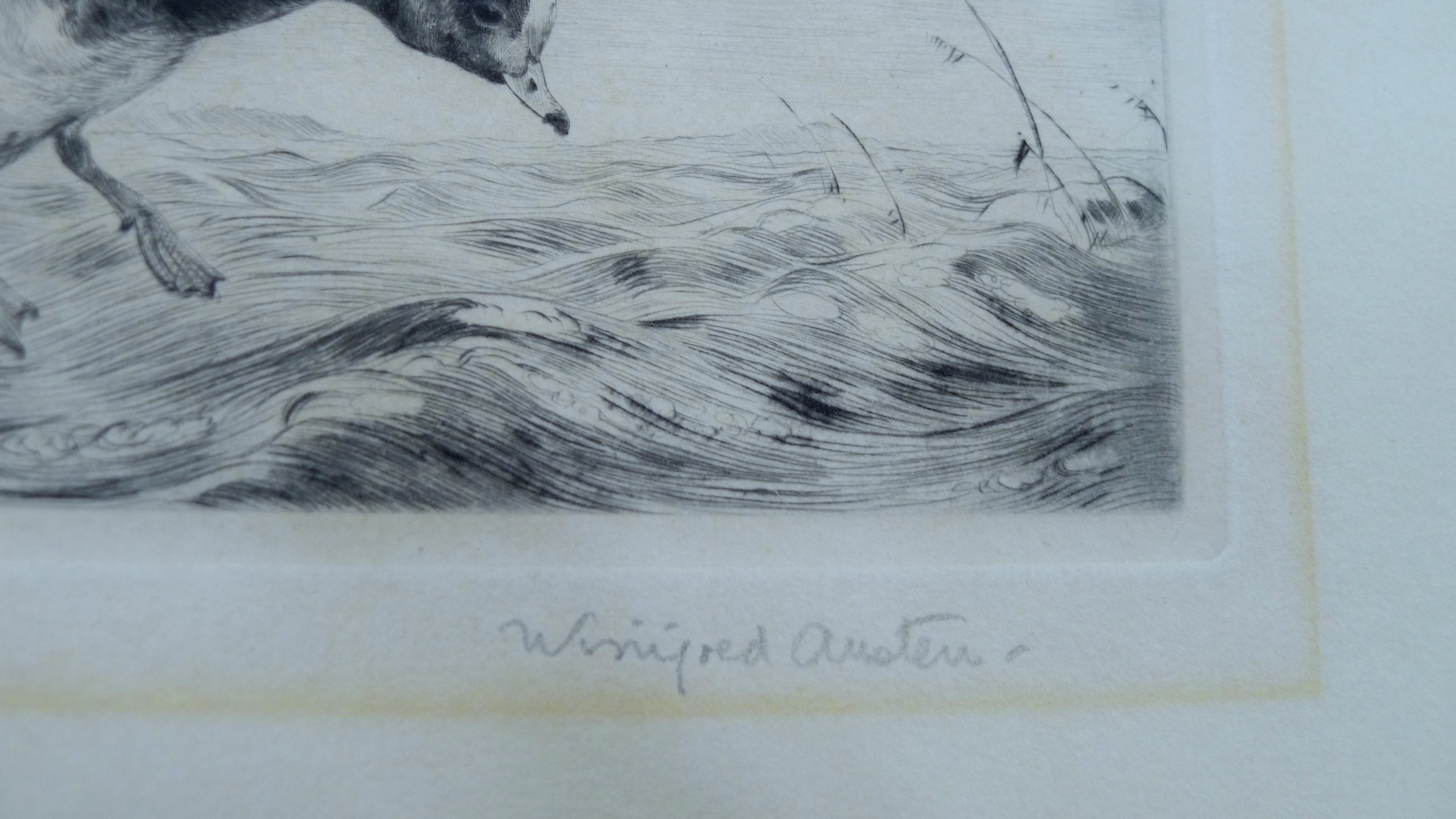 AUSTIN, WINIFRED (1876-1964) British (AR), Wigeon Coming into Land, etching, signed. 24 x 29 cm. - Image 3 of 3
