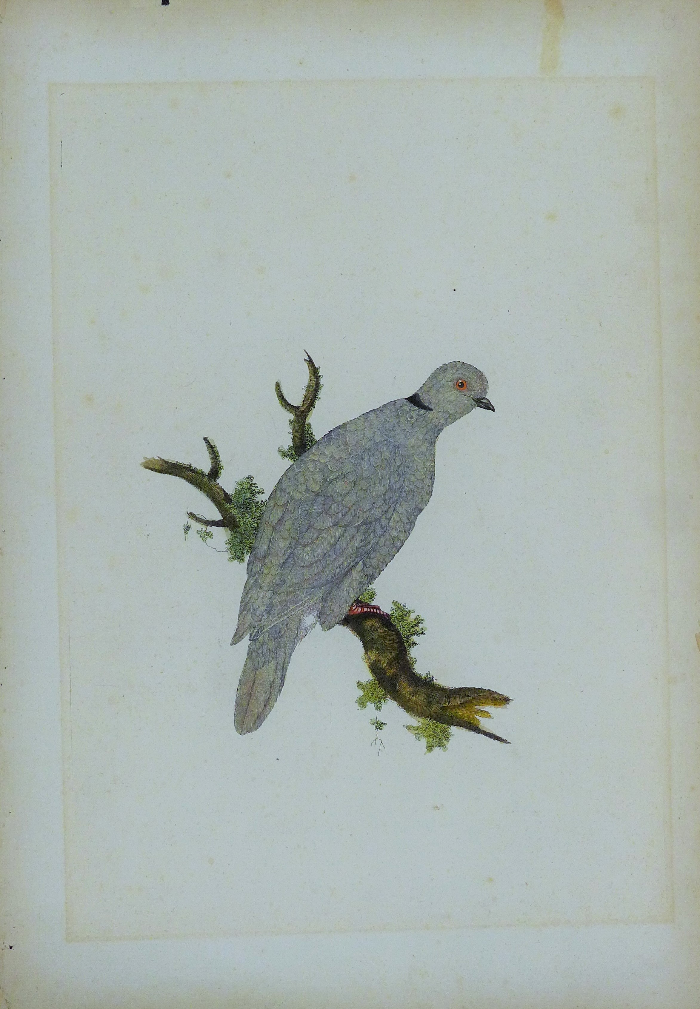 HAYES, WILLIAM (1729-1799), A Collared Dove, etching on paper. 44 x 31 cm. - Image 2 of 2