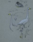 AUSTIN, WINIFRED (1876-1964) British (AR), Whooper Swans, pencil. 25 x 19 cm.