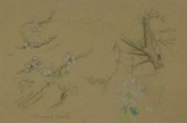AUSTIN, WINIFRED (1876-1964) British (AR), Apple Blossom, pencil, signed. 25 x 18 cm.