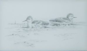DILLON, NICOLAS (born 1966) New Zealand (AR), Avocet Chicks, Cley, Norfolk,