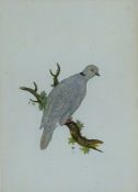 HAYES, WILLIAM (1729-1799), A Collared Dove, etching on paper. 44 x 31 cm.
