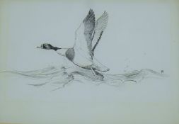 AUSTIN, WINIFRED (1876-1964) British (AR), Shelduck, ink, monogrammed. 24 x 36 cm.