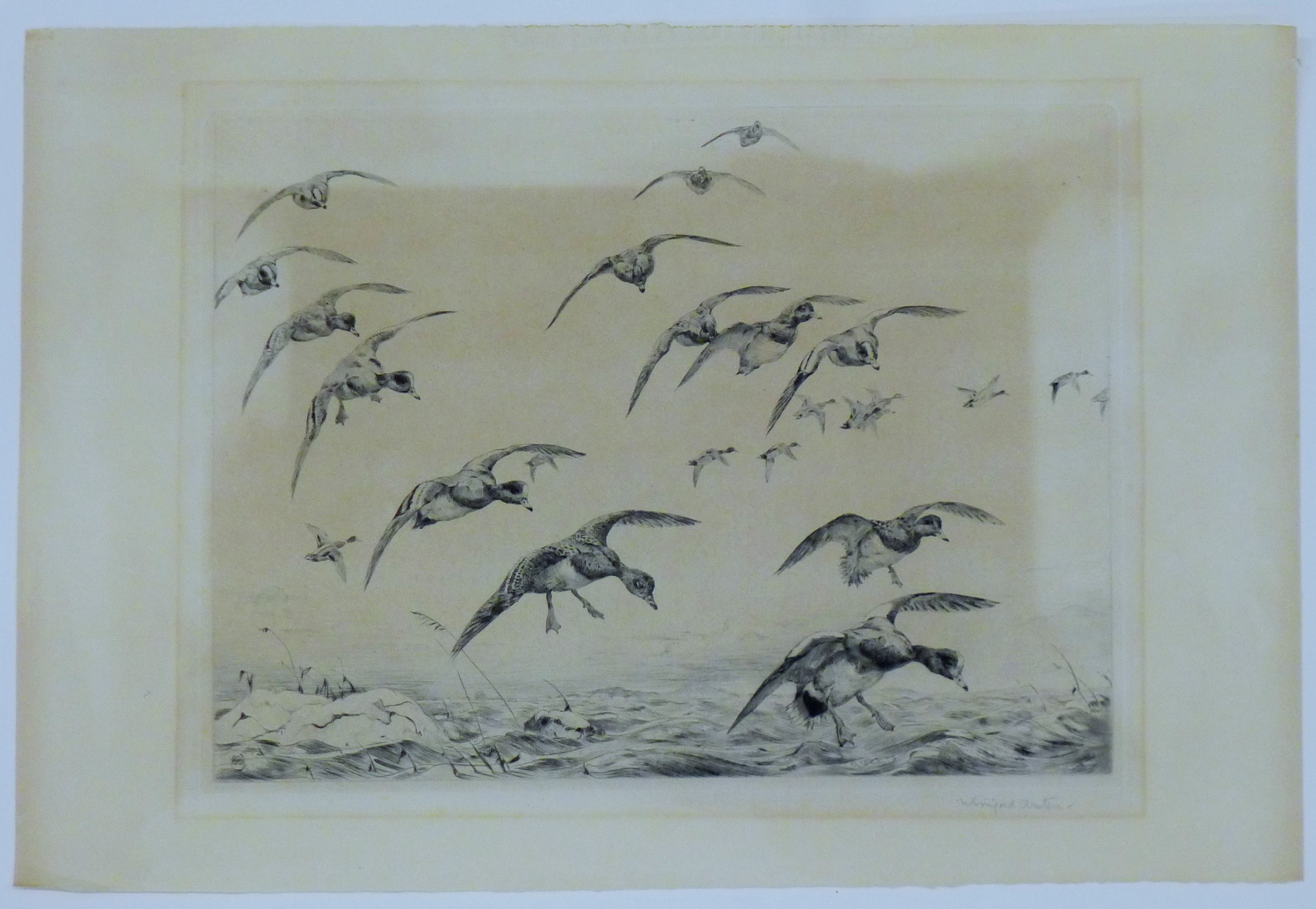 AUSTIN, WINIFRED (1876-1964) British (AR), Wigeon Coming into Land, etching, signed. 24 x 29 cm. - Image 2 of 3