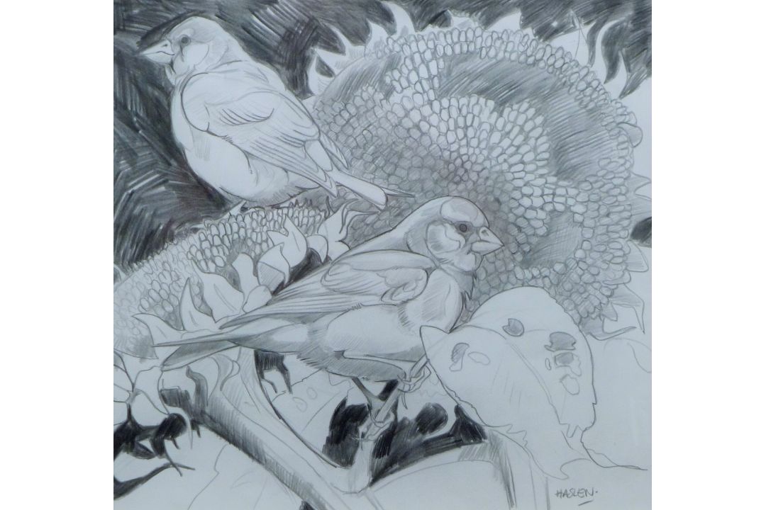 HASLEN, ANDREW (born 1951) British (AR), Greenfinches on Sunflowers, pencil, signed, - Image 1 of 3