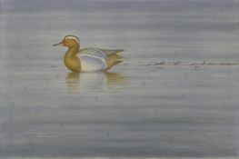 DILLON, NICOLAS (born 1966) New Zealand (AR), Garganey in Rain, acrylic, signed and dated 1991.