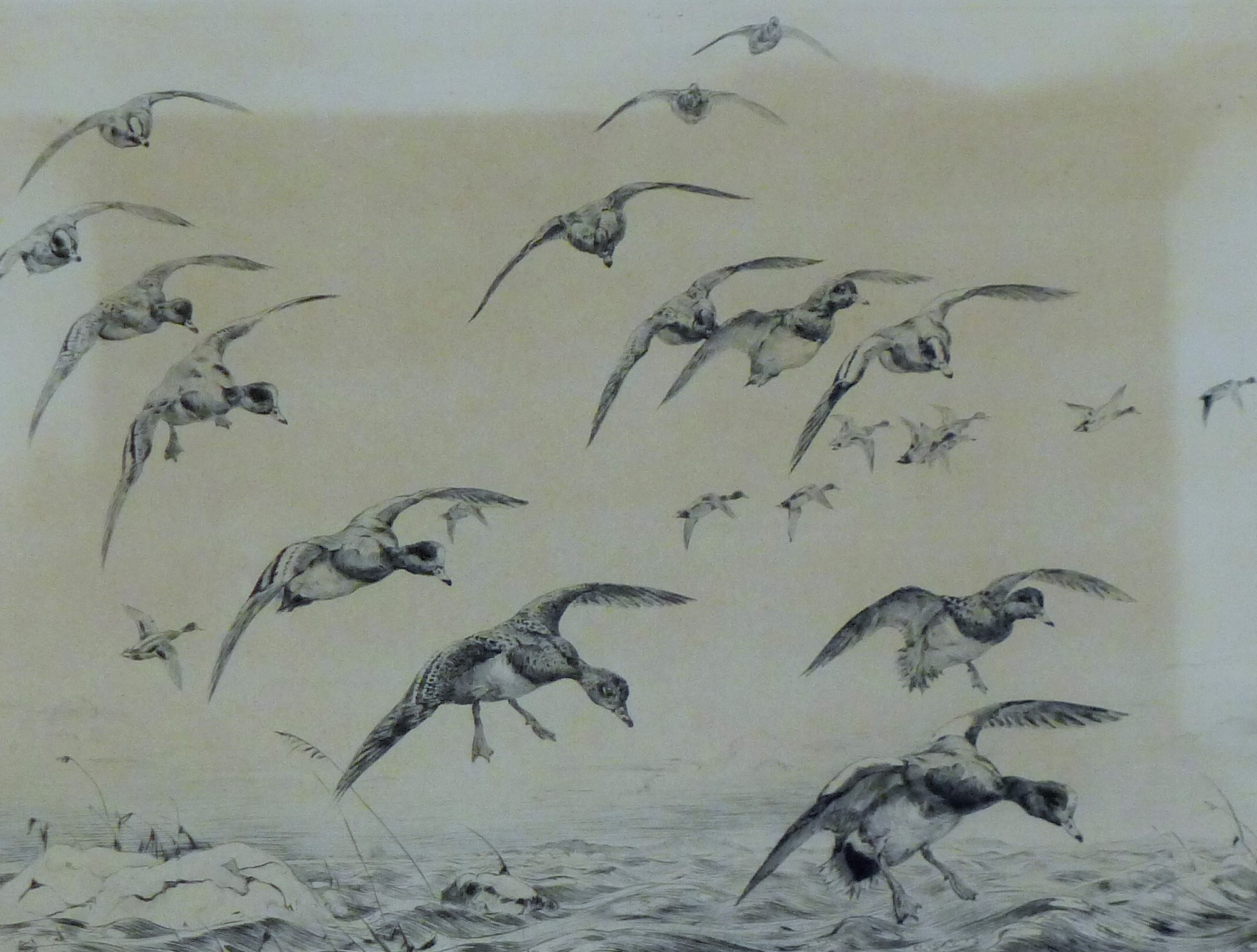 AUSTIN, WINIFRED (1876-1964) British (AR), Wigeon Coming into Land, etching, signed. 24 x 29 cm.