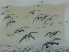 AUSTIN, WINIFRED (1876-1964) British (AR), Wigeon Coming into Land, etching, signed. 24 x 29 cm.