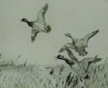 AUSTIN, WINIFRED (1876-1964) British (AR), Mallard, etching, signed. 22.5 x 27.5 cm.
