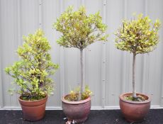 Three bay trees in pots, height of tallest 145cm