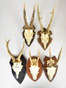 Five pairs of taxidermy roe deer antlers with skulls, all mounted on wooden shields, one marked