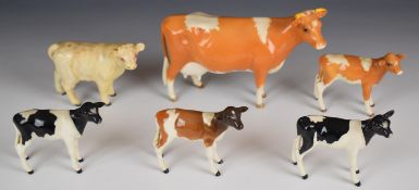 Collection of Beswick cattle figures including Guernsey, Charolais and Ayrshire calves, tallest