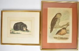 F P Nodder coloured engraving of a Sun Bear, published 1791, and a G J Broinowski print of a Great